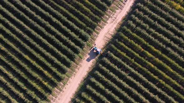 Manual Apple Harvesting