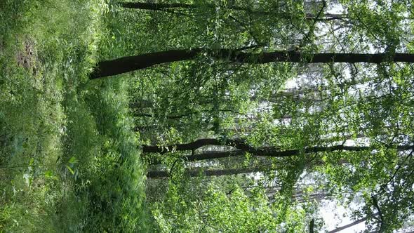 Vertical Video Aerial View Inside a Green Forest with Trees in Summer