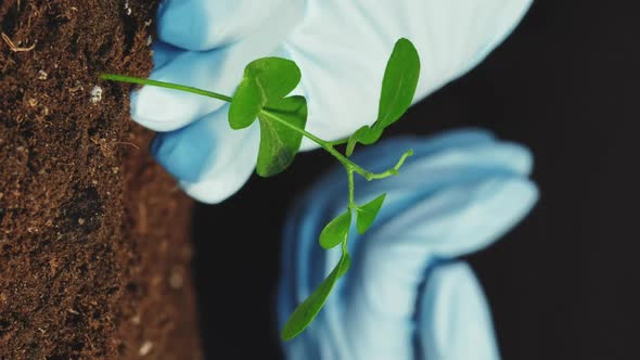 Plant Growth Soil Fertility Hands Sapling Vertical