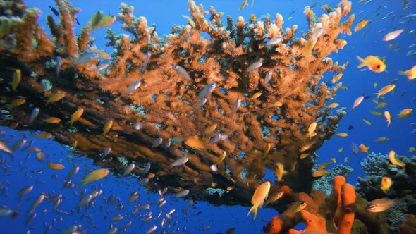 Underwater Sea Tropical Marine Reef