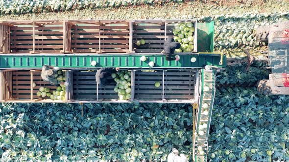 Top View of Farmers Sorting Cabbage on the Mechanized Conveyor