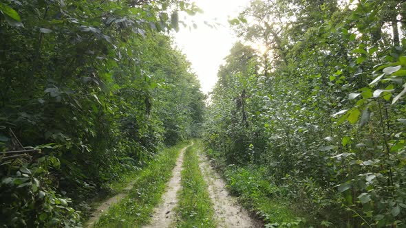 Forest with Trees on a Summer Day Slow Motion