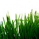 Growing Barley Plants - VideoHive Item for Sale