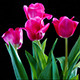 Tulip Flowers  - VideoHive Item for Sale