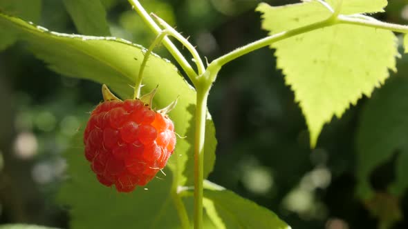 Fruit Rubus idaeus on plant vines close-up 4K 2160p 30fps UltraHD footage - Red  European raspberry 