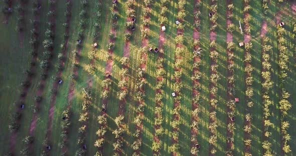 Very high aerial showing apple orchard with camera looking straight down and descending at sunrise o