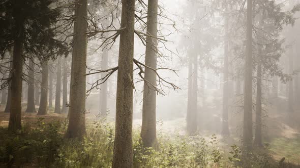 Sunbeams in Natural Spruce Forest