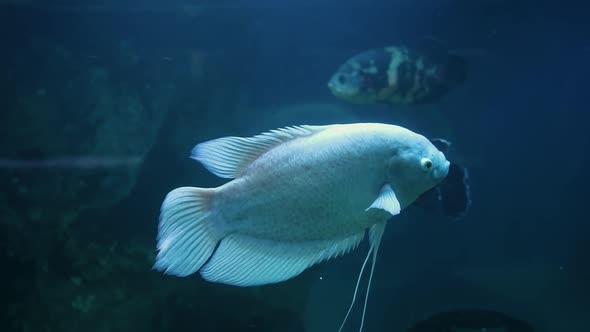 Tropical Fish In The Aquarium Kissing Gourami