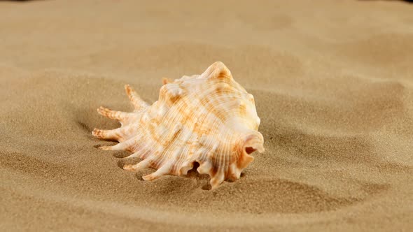 Marine Seashell on Sand, Rotation, Close Up