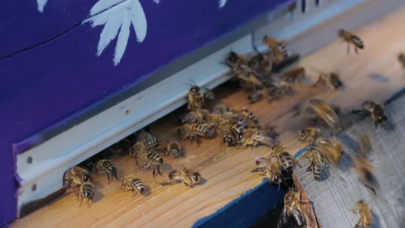 Bees at the entrance to the hive