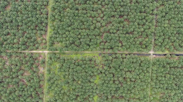 Aerial View of The Palm Oil Estates