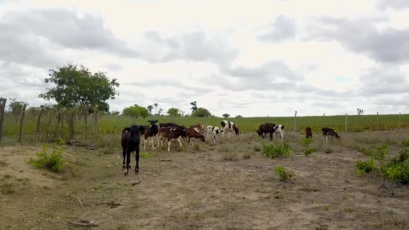 Drone shot following a small herd of cattle