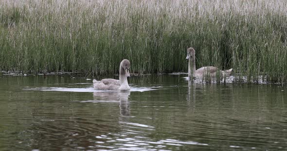 young mute swan morning at the pond