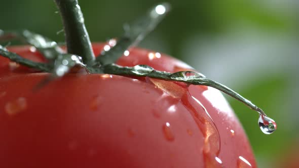 Extreme close-up of water drip on tomato in slow motion; shot on Phantom Flex 4K at 1000 fps alt