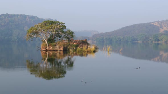 Jungle India. Ranthambore National Park Rajasthan India