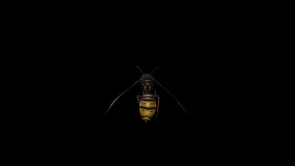 Wasp 360 Degree