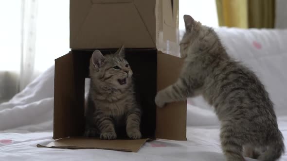 Two Cute Scottish Kittens Playing In A Box