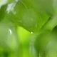Water Drops Coming Down  From Fresh Basil Leaves, Macro Video. Basil Bush Watered. - VideoHive Item for Sale