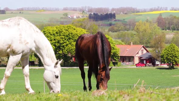 Two horses out on a field eating grass