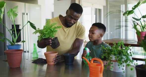 African american father and son transplanting plant a into a new pot together at home