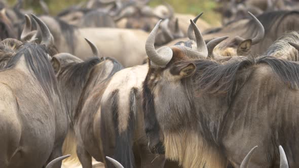 Close up view of wildebeests