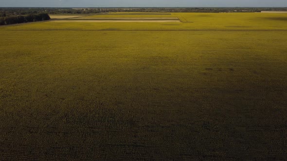 Field with Sunflowers From a Bird's Eye View