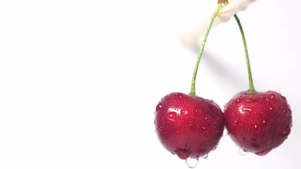 Macro Shot of Ripe Juicy Dark Red Cherries Rotating on White Background