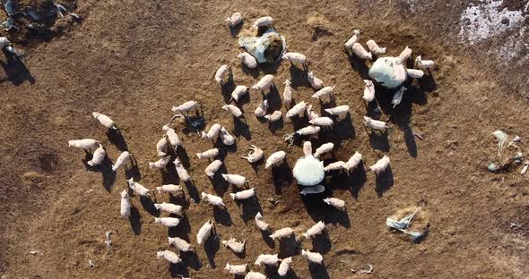 Aerial Drone View of Sheep