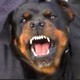 Rottweiler Barking Loop