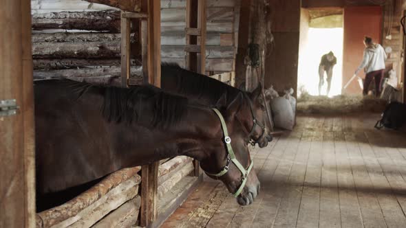 Two Stable Girls Are Raking and Watering Hay for the Horses in the Paddock. The Horse in the