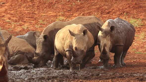 White Rhinoceros Wallowing In Mud