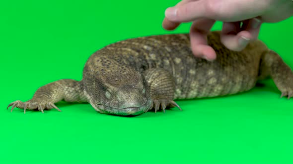 Savannah Monitor Lizard - Varanus Exanthematicus on Green Background. Close Up. Slow Motion