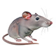 Rat - 3DOcean Item for Sale