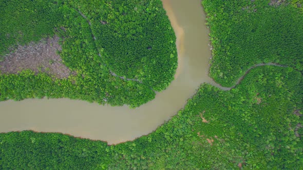 Top view of winding river in tropical mangrove trees