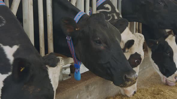 Cows eating Silage in a large dairy farm, milk production