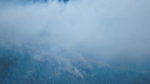 Aerial View of Thick Spongy Barks Injured By Heat and Flames of the Fire