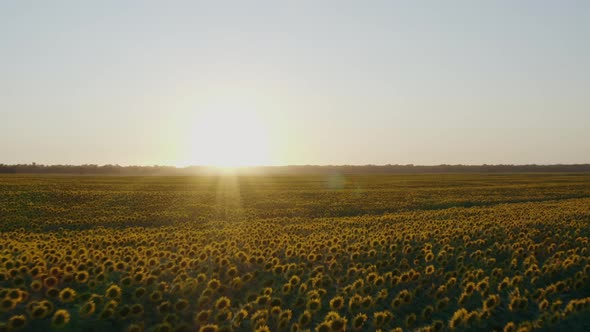 sunflower field low altitude