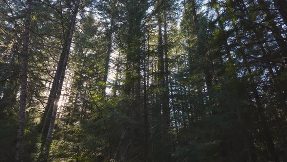 Rain Forest in British Columbia Canada