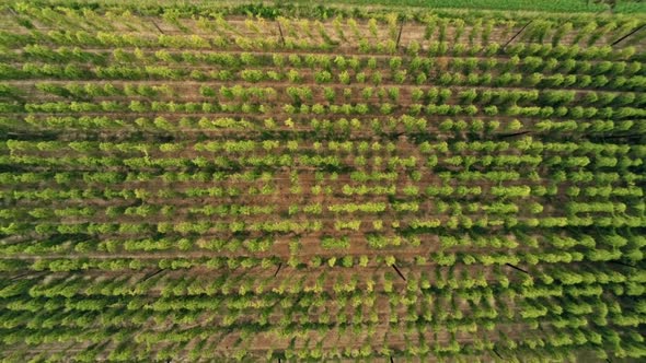 Aerial Agricultural Landscape with Humulus Hop Cultivation for Beer Brewing