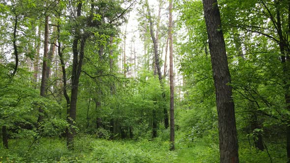 Summer Forest with Pine Trees Slow Motion