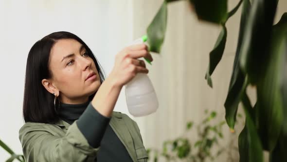 Woman gardener spraying Dracaena palm at home