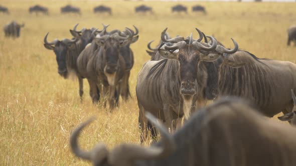 Wildebeests on dry plains