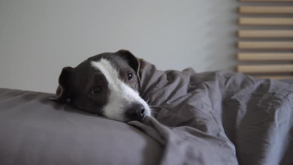 Sleepy Doggy in Bed Under Blanket in Cold Winter