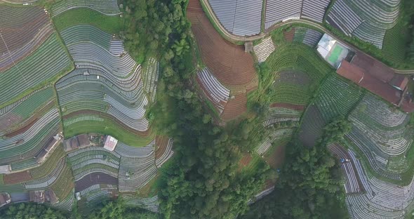 Aerial flyover beautiful vegetable plantation in different colors and pattern during sunny day - Cen