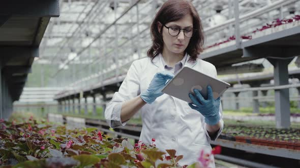 Mid-adult Caucasian Woman Touching Leaves of Vegetable Seedlings in Greenhouse and Using Tablet
