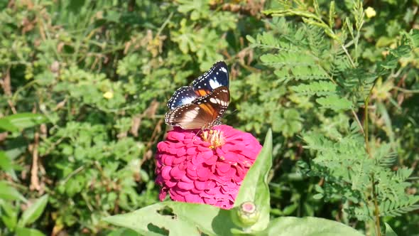 Butterflies perch and fly after feeding from the beautiful pink flower. Natural background with leav