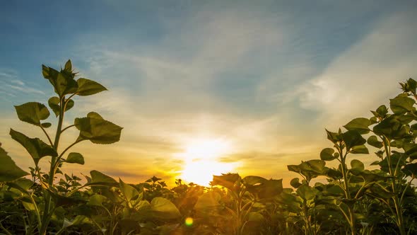 Dawn over Green Sunflowers