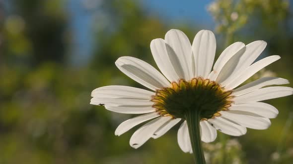 Chamomile on Summer Field on Blurred Green Background