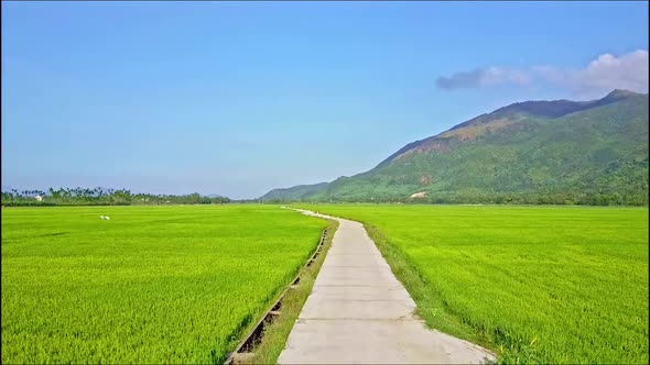 Rising Aerial View of Rice Field with Long Road Against Sky