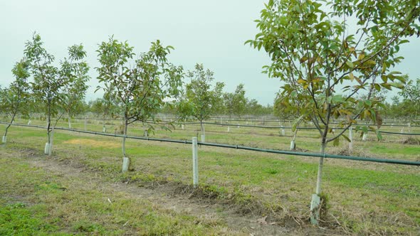 Row of Chestnut Trees Growing on Plantation Under Blue Sky